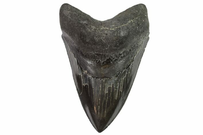 Serrated, Fossil Megalodon Tooth - Georgia #104984